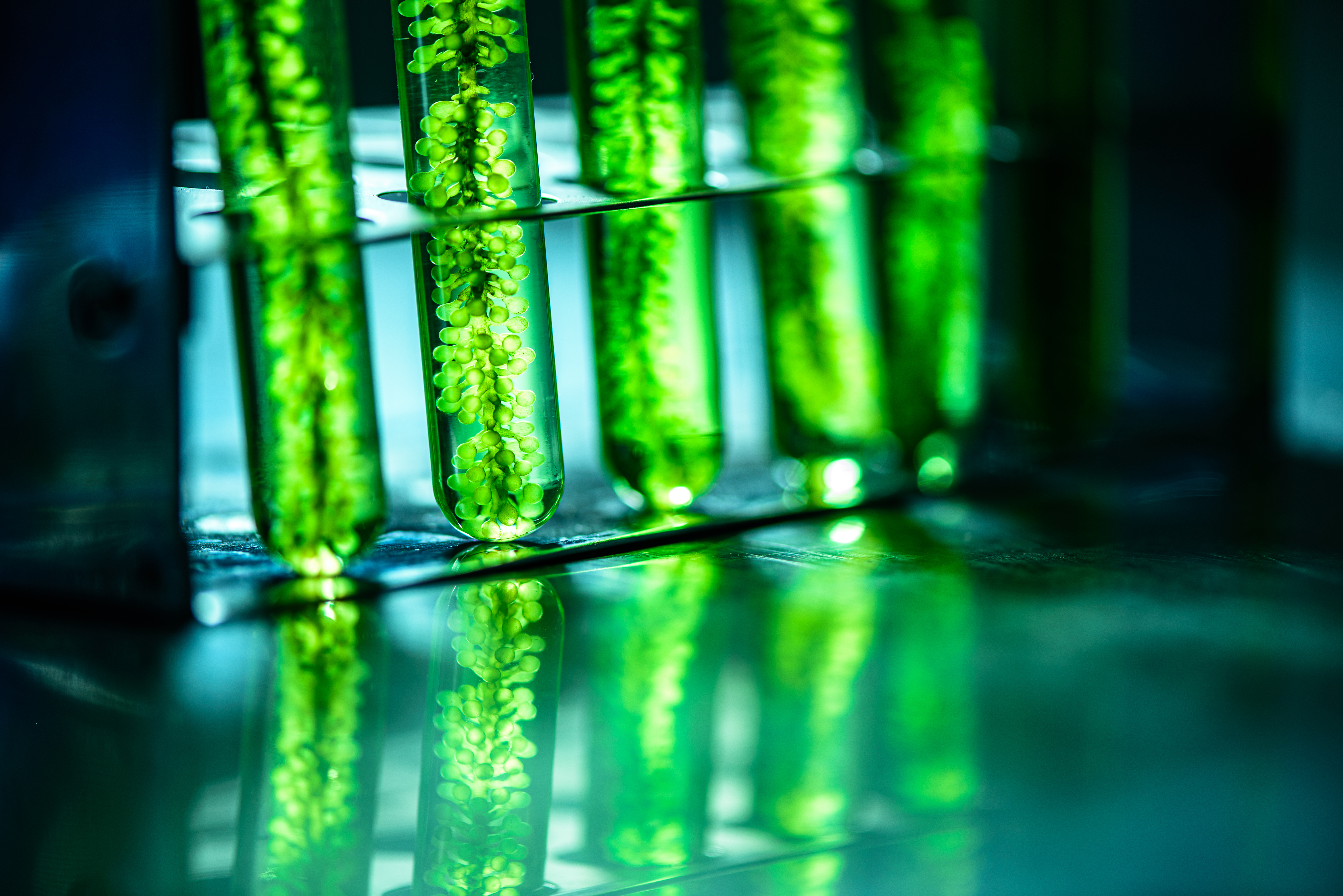 Algae culture