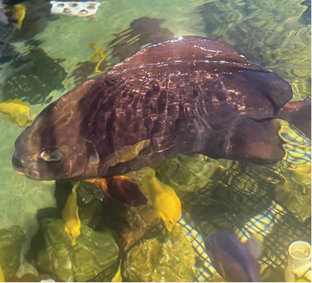 Orby the batfish